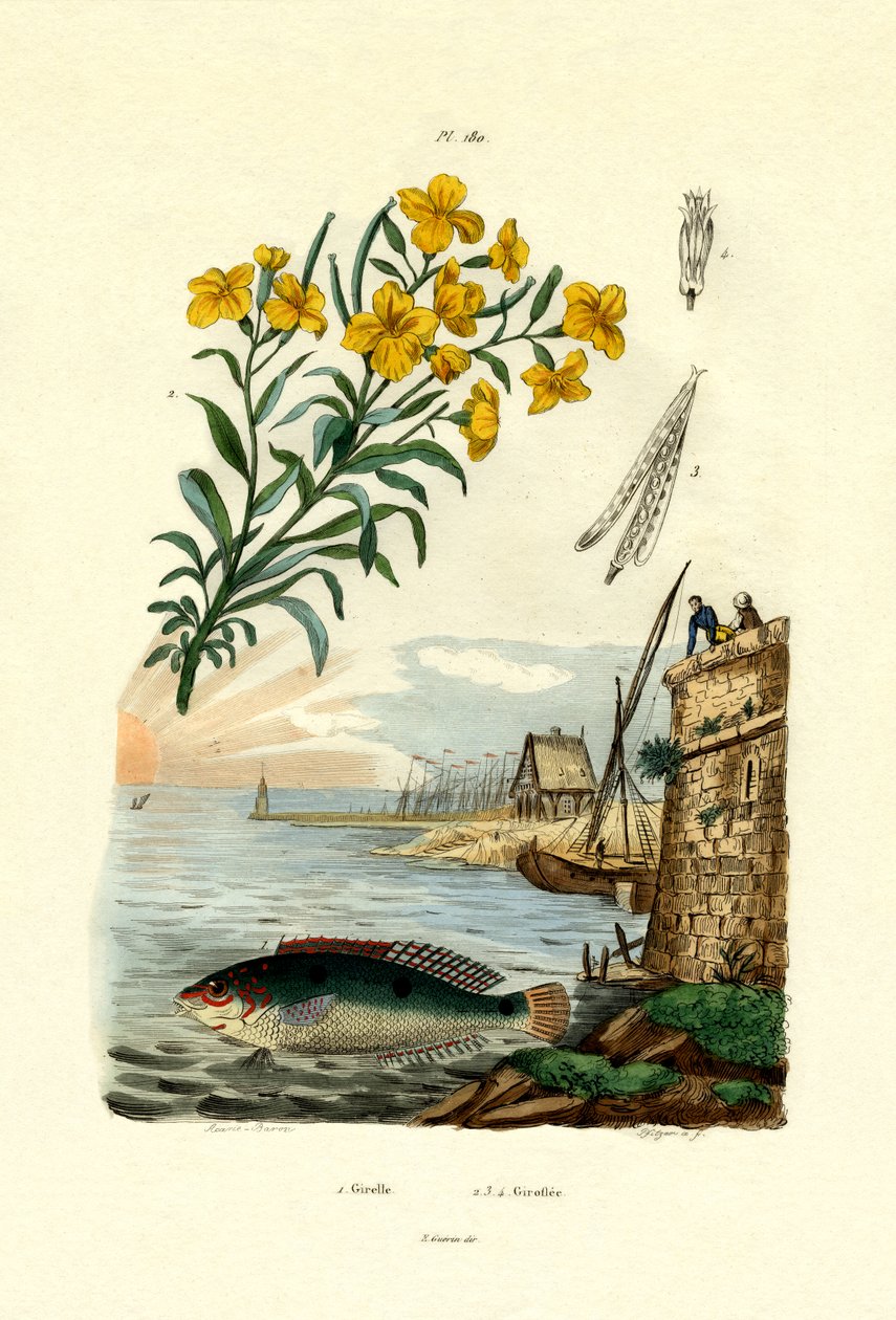 Rainbow Wrasse, 1833-39 od French School