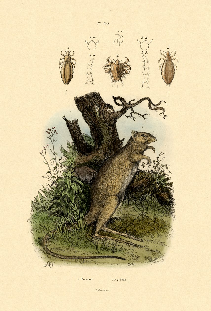 Krysa-klokan, 1833-39 od French School