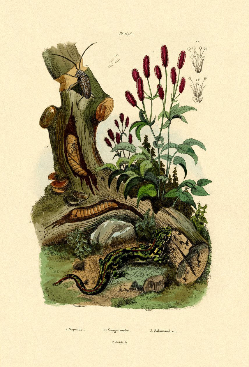 Salamander, 1833-39 od French School
