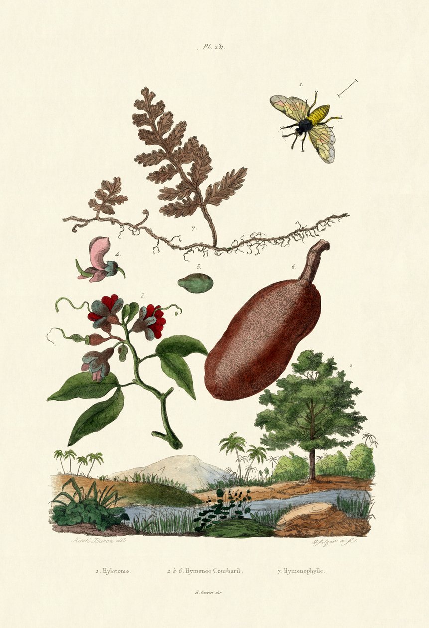 Sawfly, 1833-39 od French School