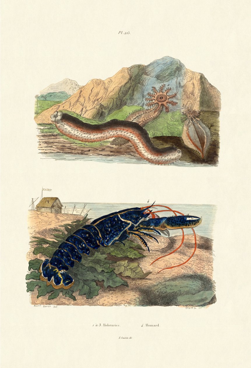 Mořské okurky, 1833-39 od French School