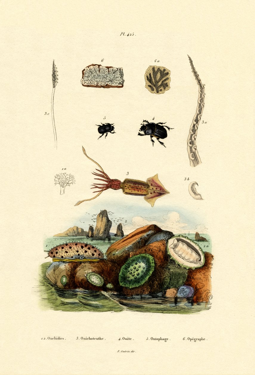Mořský slimák, 1833-39 od French School