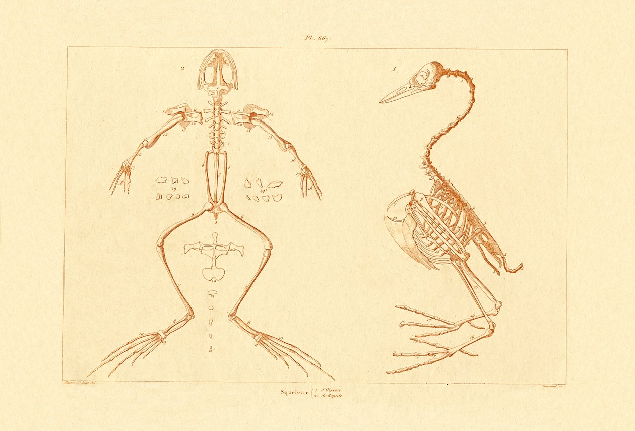 Kostra, 1833-39 od French School
