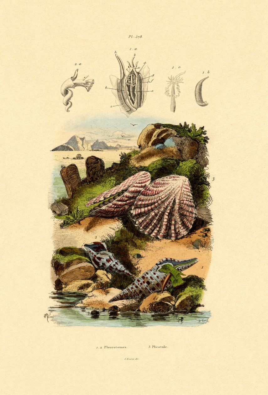 Slit Shells, 1833-39 od French School