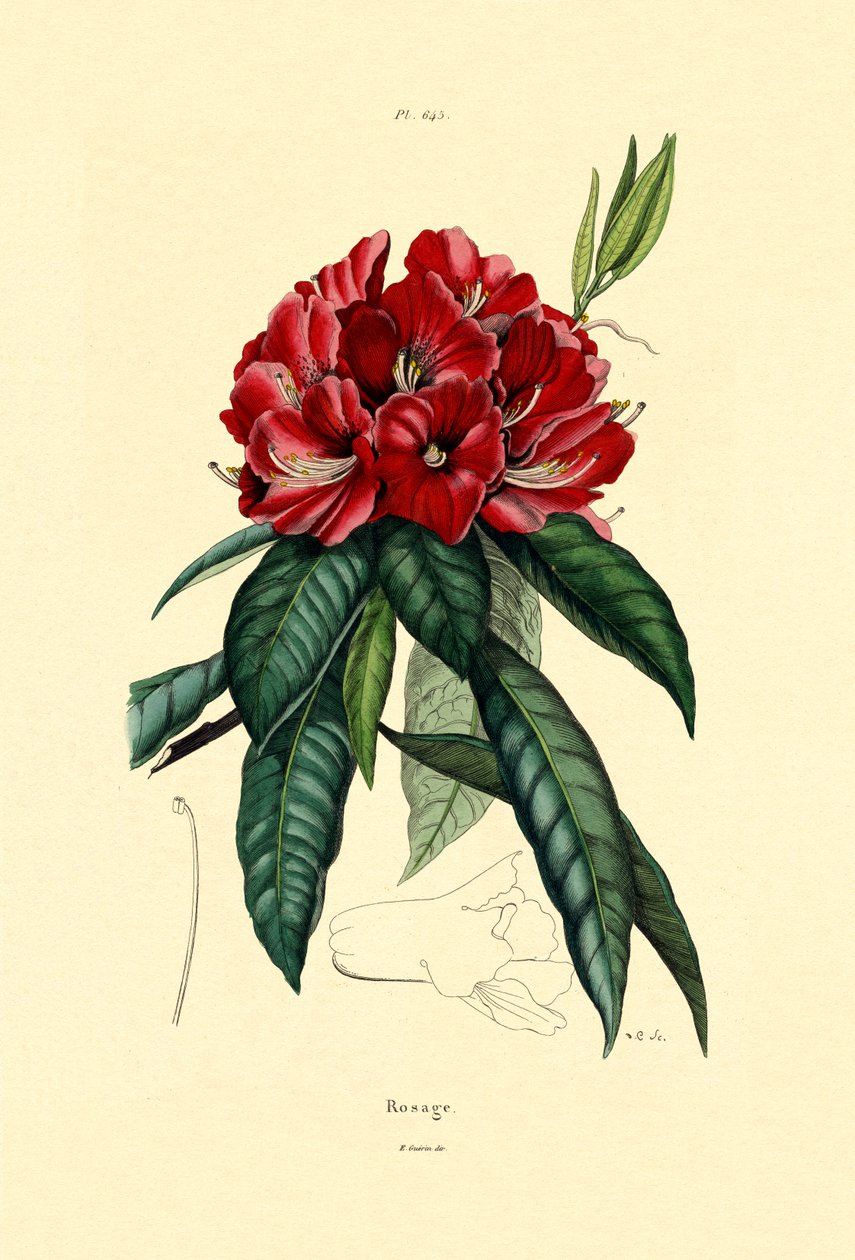 Sněžná růže, 1833-39 od French School