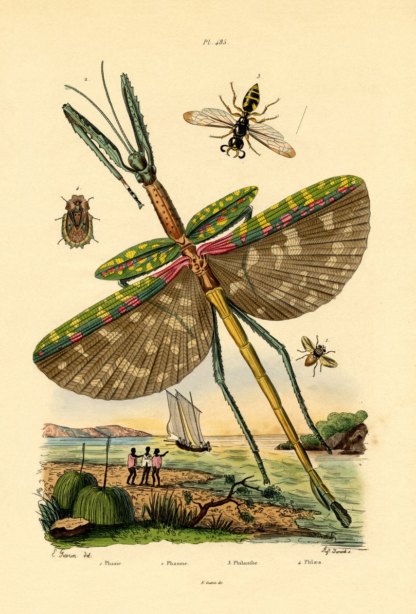 Moucha tachinid, 1833-39 od French School