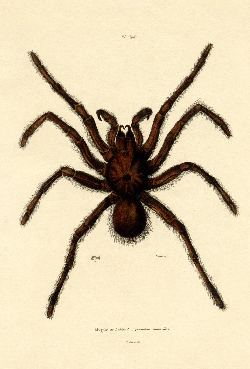 Tarantule, 1833-39 od French School