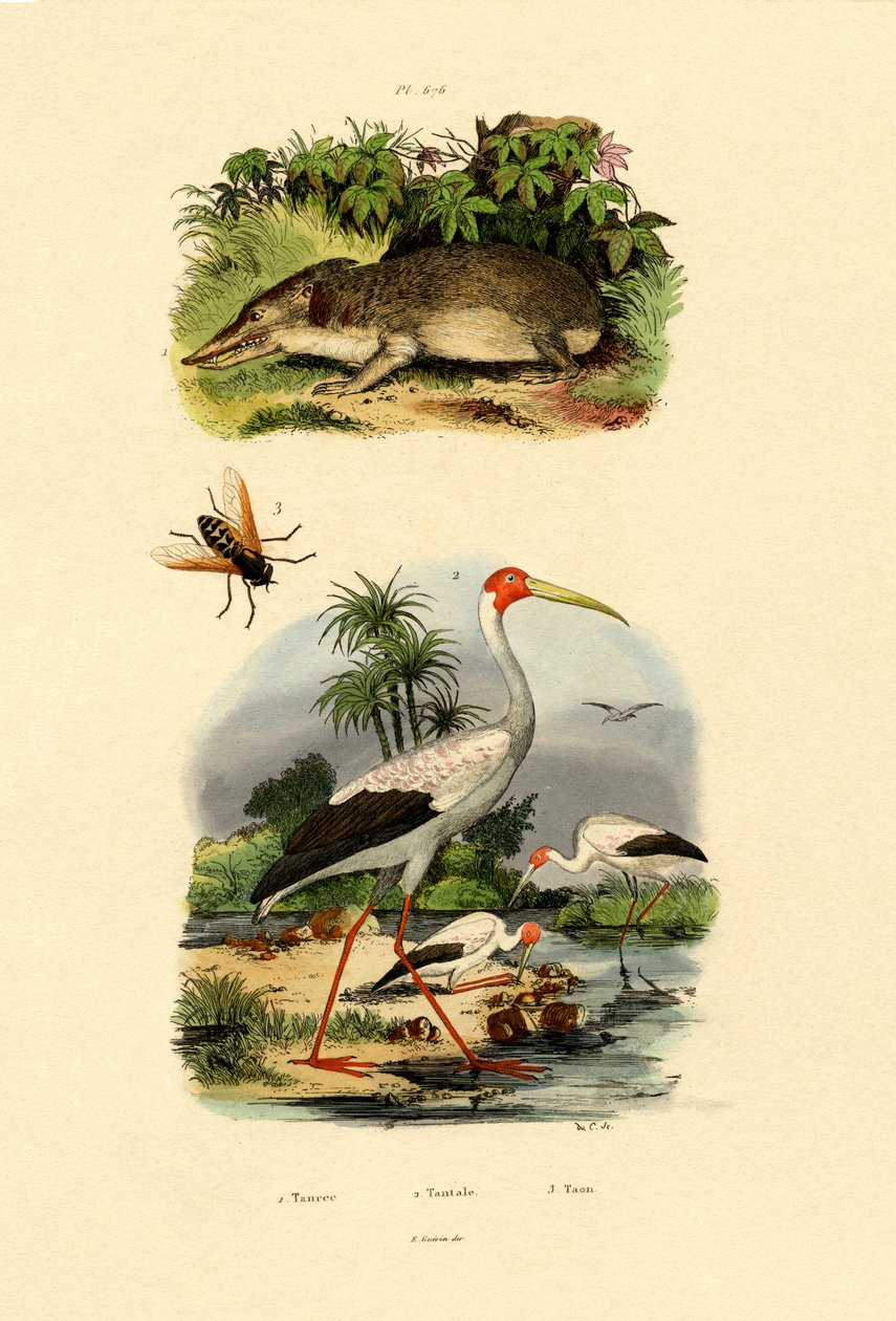 Tenrec, 1833-39 od French School