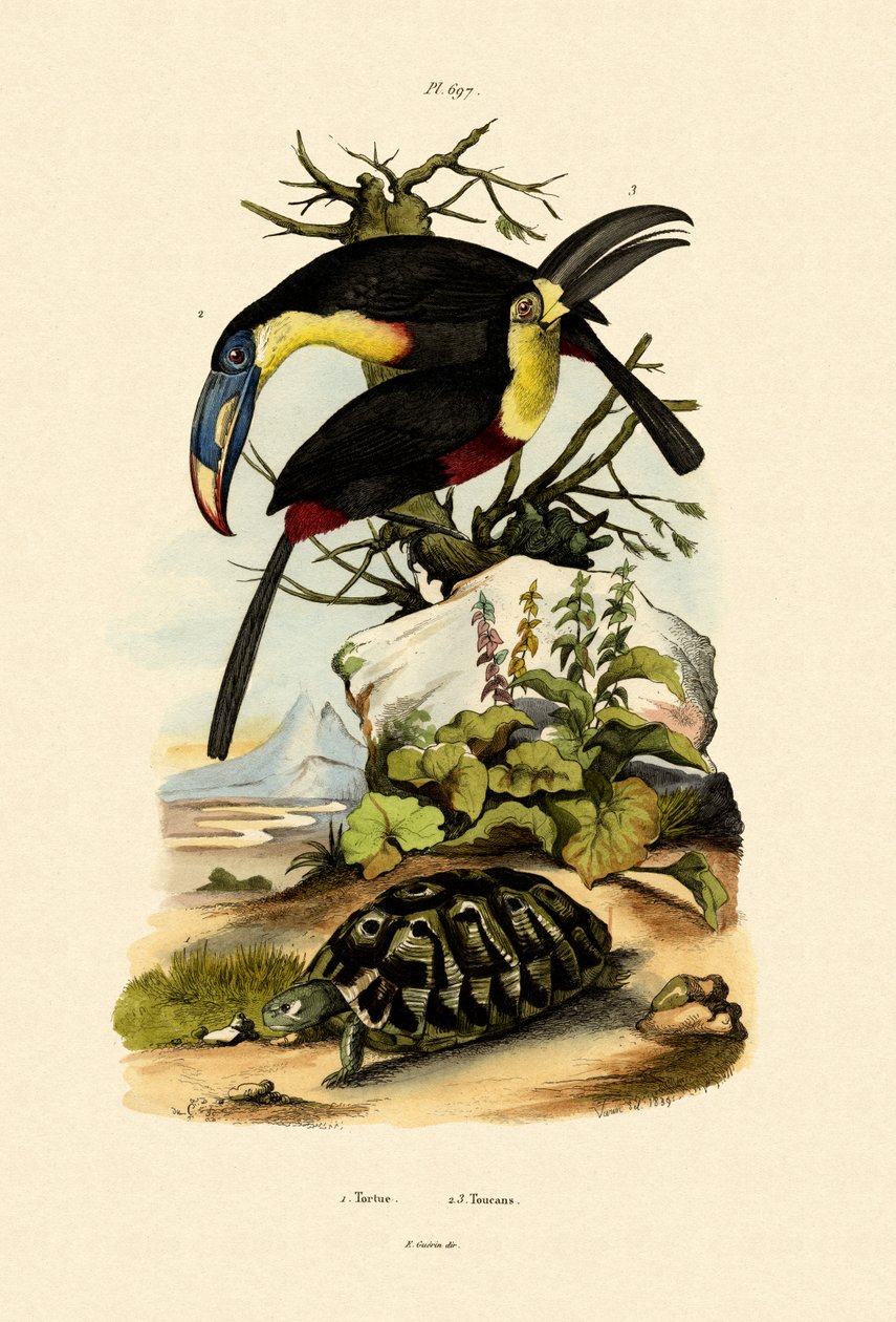 Tukani, 1833-39 od French School