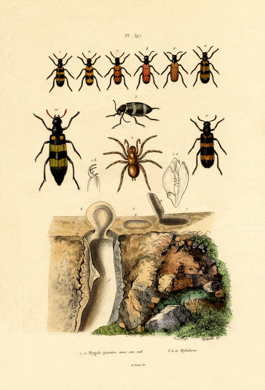 Trapdoor Spider, 1833-39 od French School