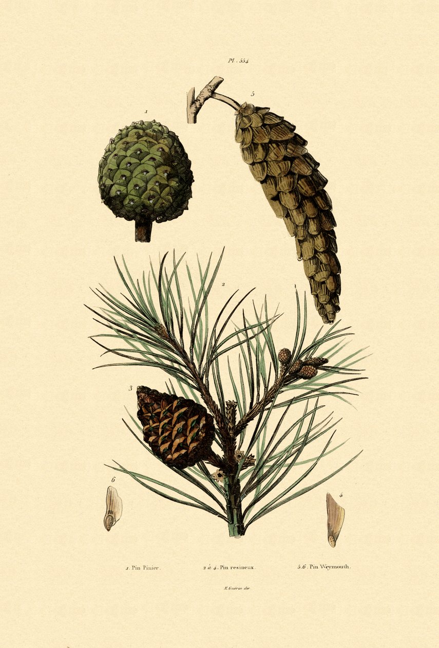 Weymouth Pine, 1833-39 od French School