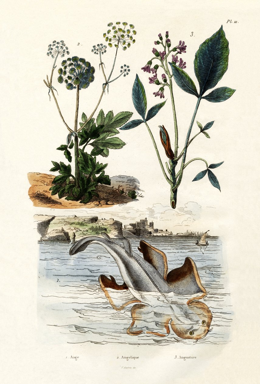 Angelshark, 1833-39 od French School