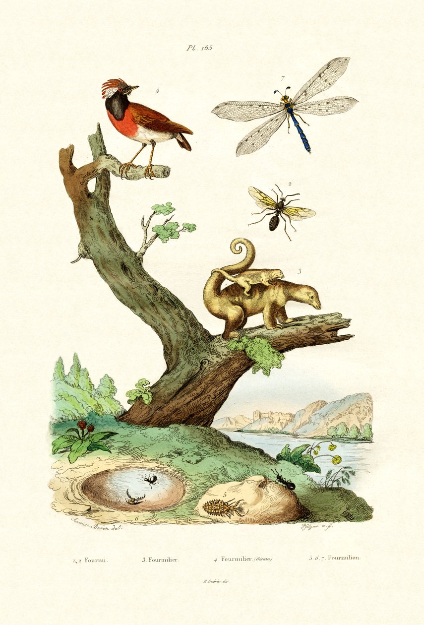 Mravenci, 1833-39 od French School
