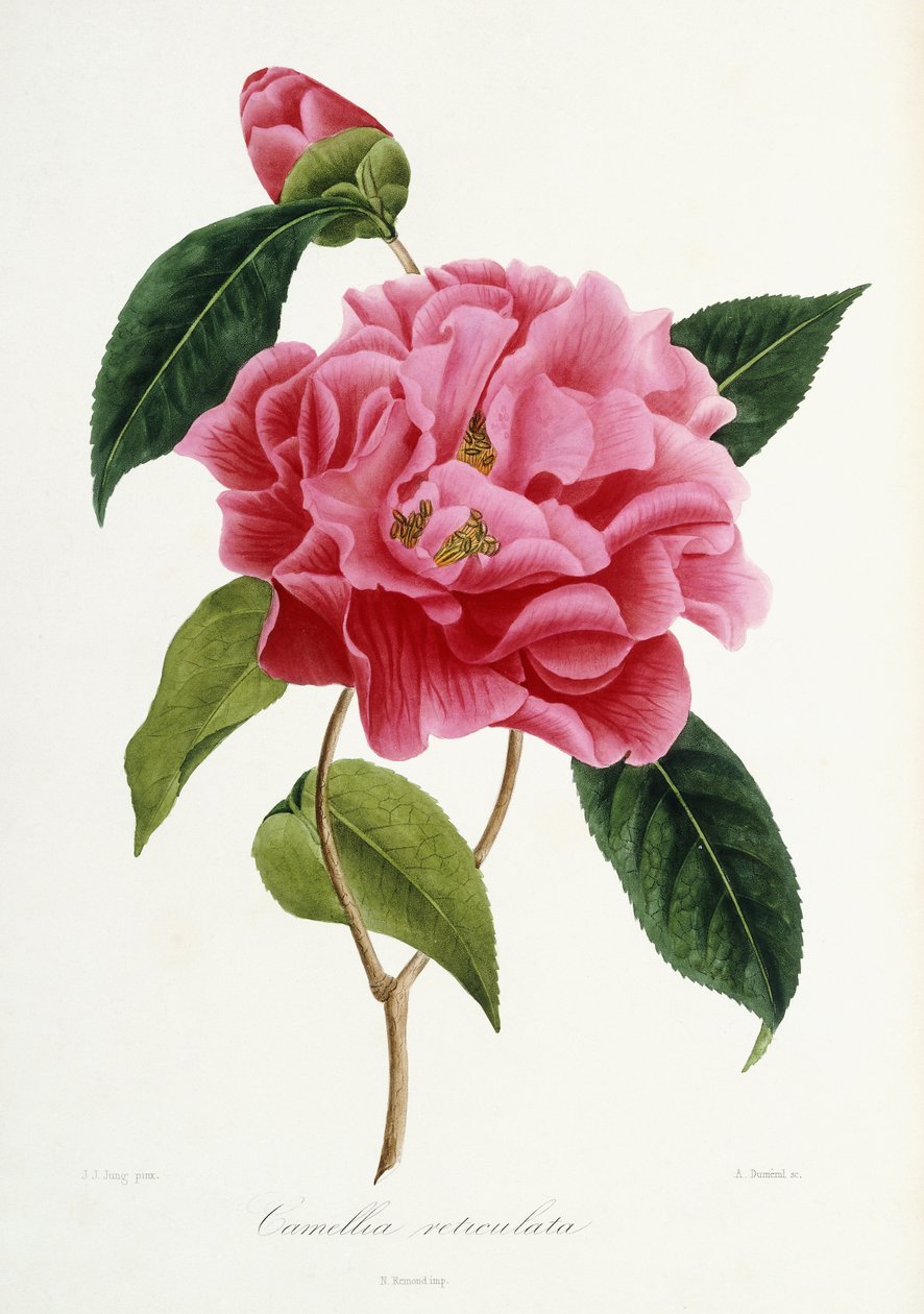 Camellia reticulata, 1839-1943 od French School