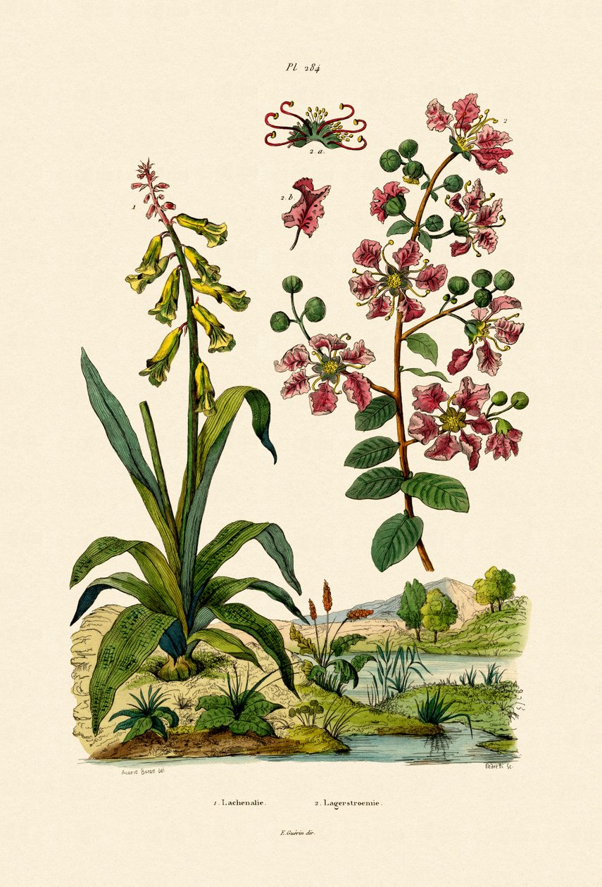 Cape Cowslip, 1833-39 od French School