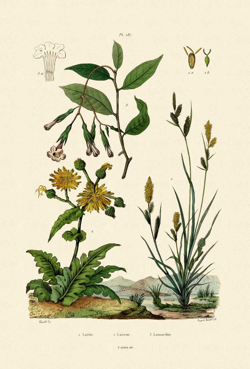Carex, 1833-39 od French School