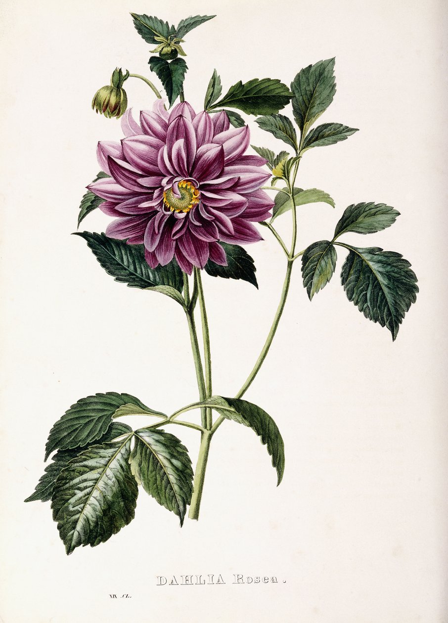 Dahlia Rosea, 1715 od French School