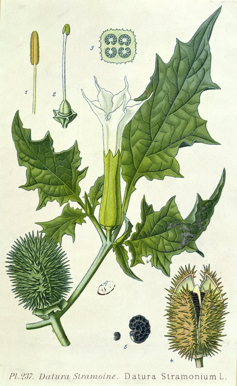 Datura stramonium, botanická deska od French School