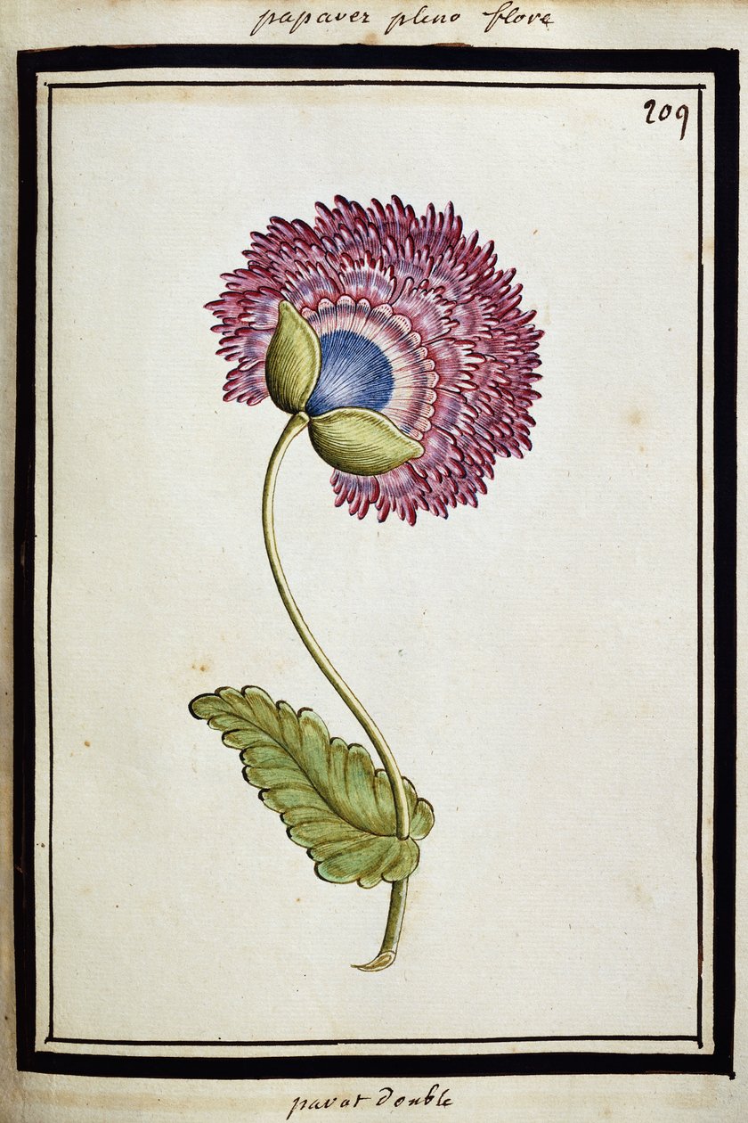 Double Poppy, cca 1700 od French School