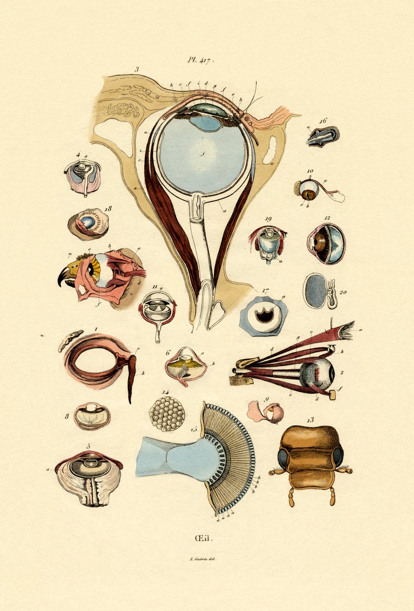 Oči, 1833-39 od French School