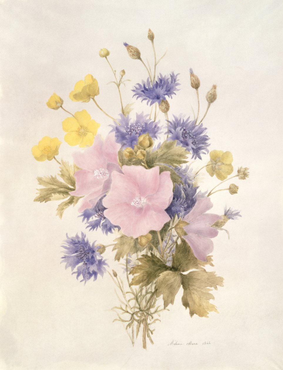 Field Flowers, 1842 (wc na papíře) od French School