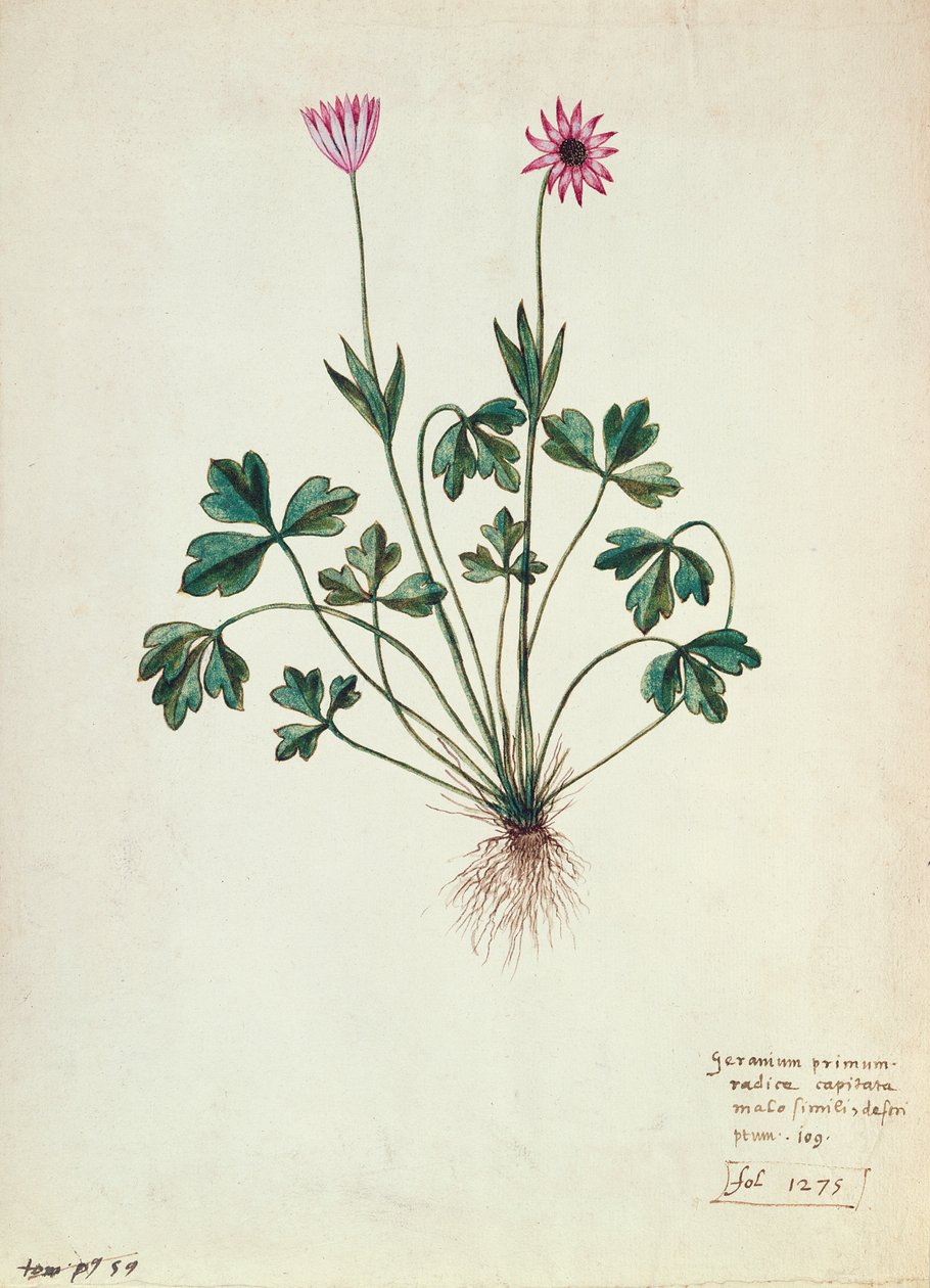 Fol.1275 Geranium (wc na papíře) od French School