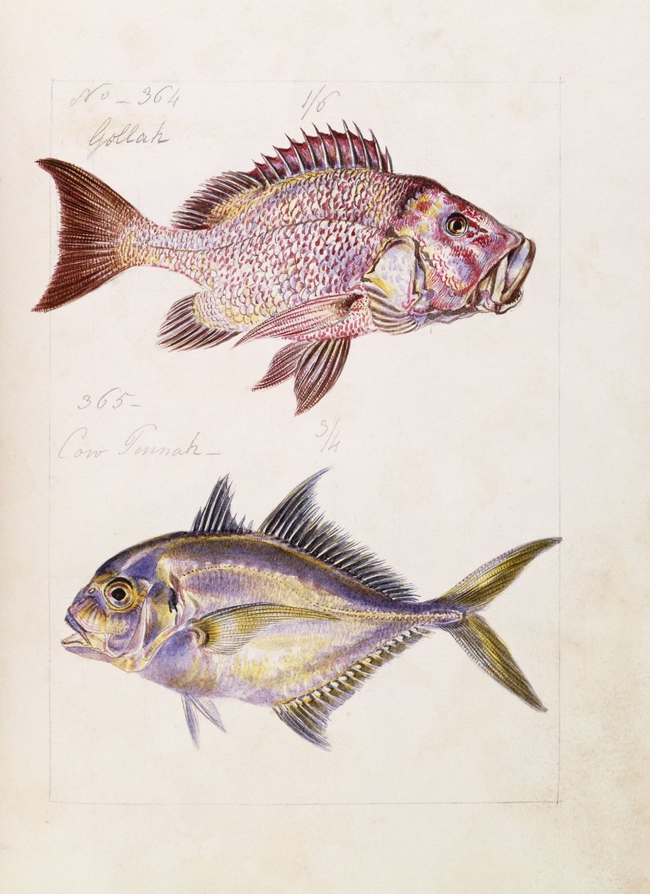 Gollah atd., kolem roku 1850 od French School