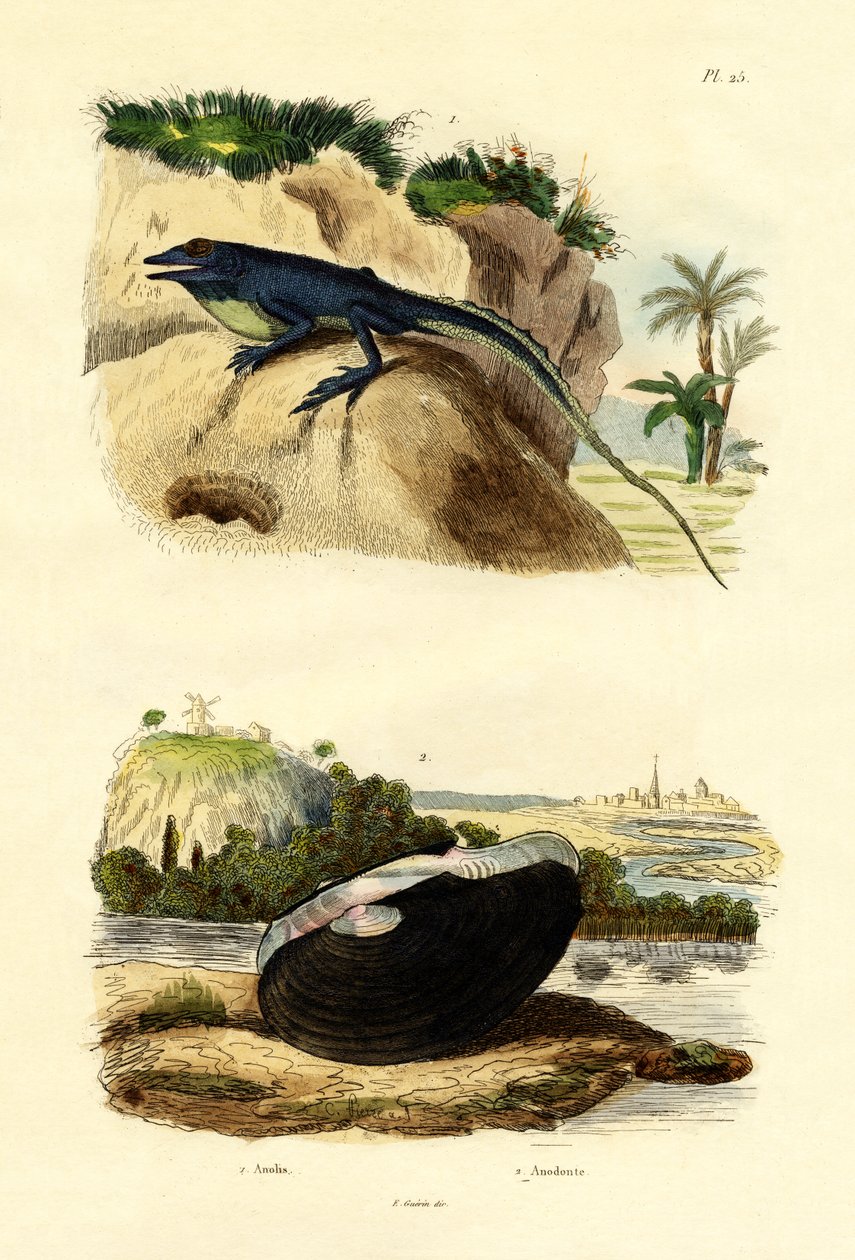 Zelený anolis, 1833-39 od French School