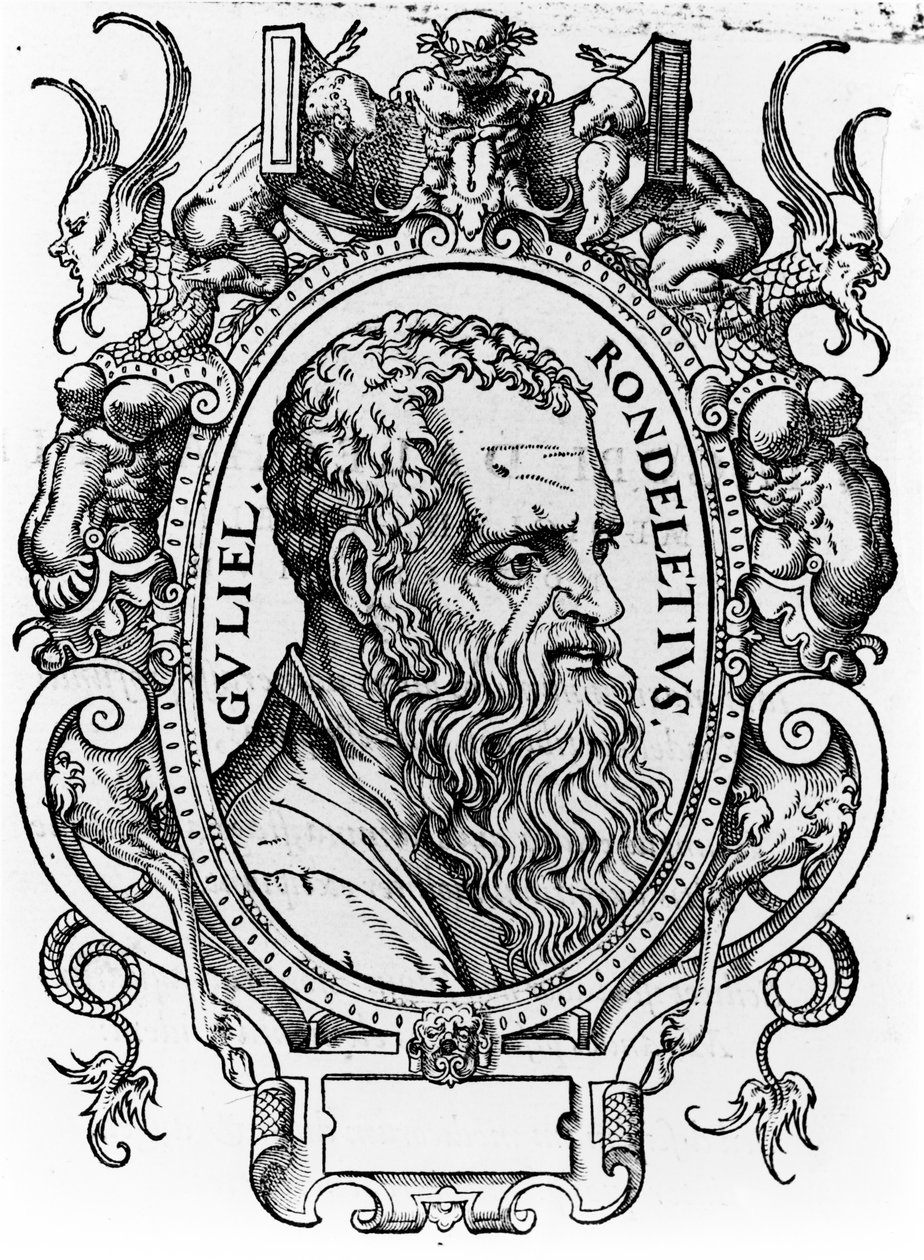 Guillaume Rondelet od French School