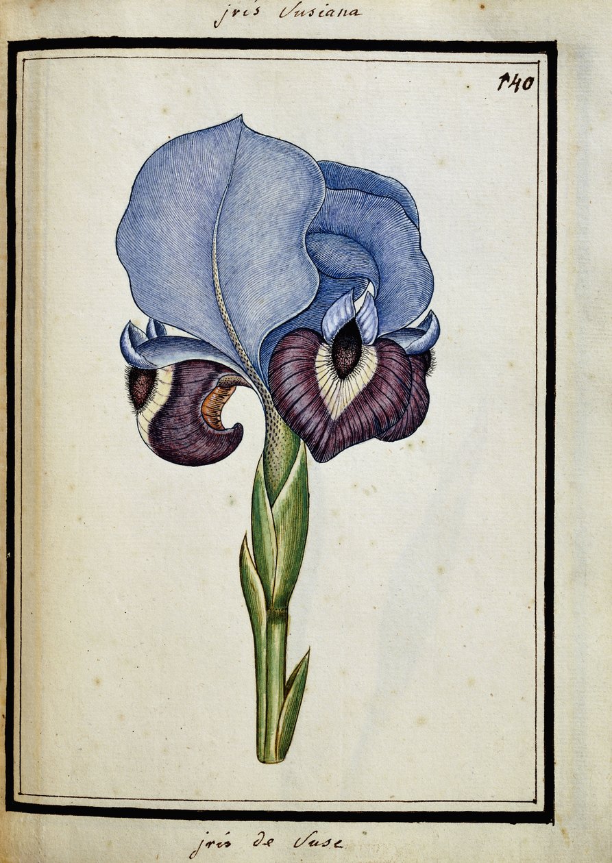 Iris Susana od French School