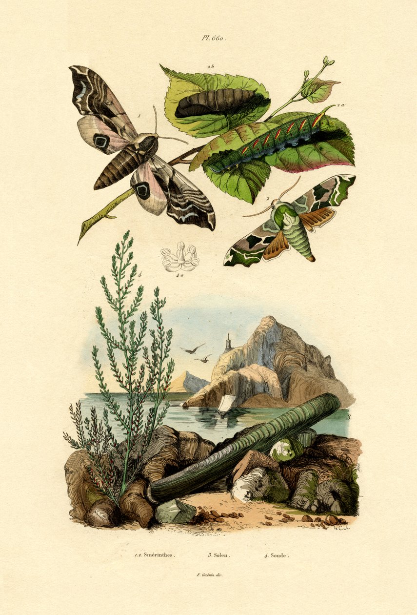 Lime Hawkmoth od French School