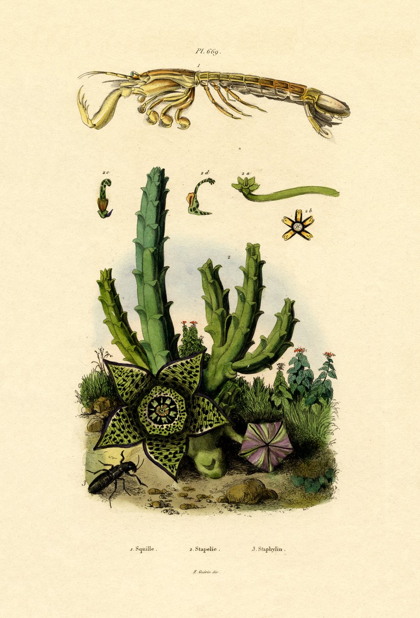 Kreveta mantis, 1833-39 od French School