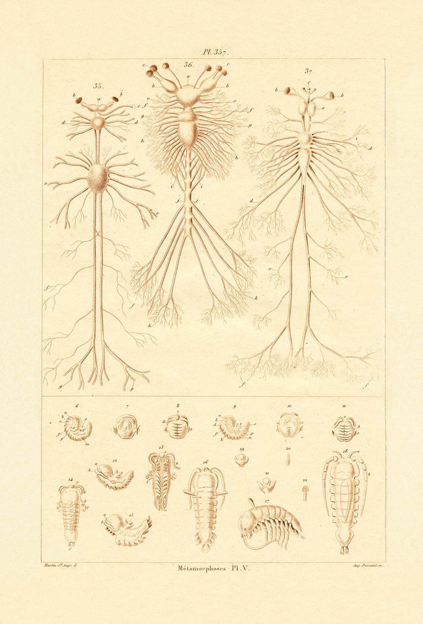 Metamorfóza, 1833-39 od French School