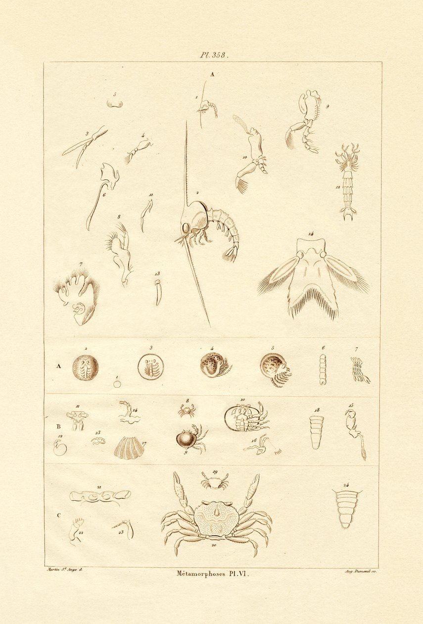 Metamorfóza, 1833-39 od French School