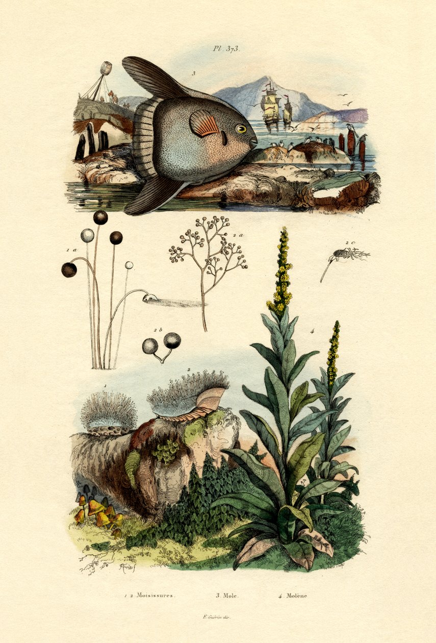 Mold, 1833-39 od French School