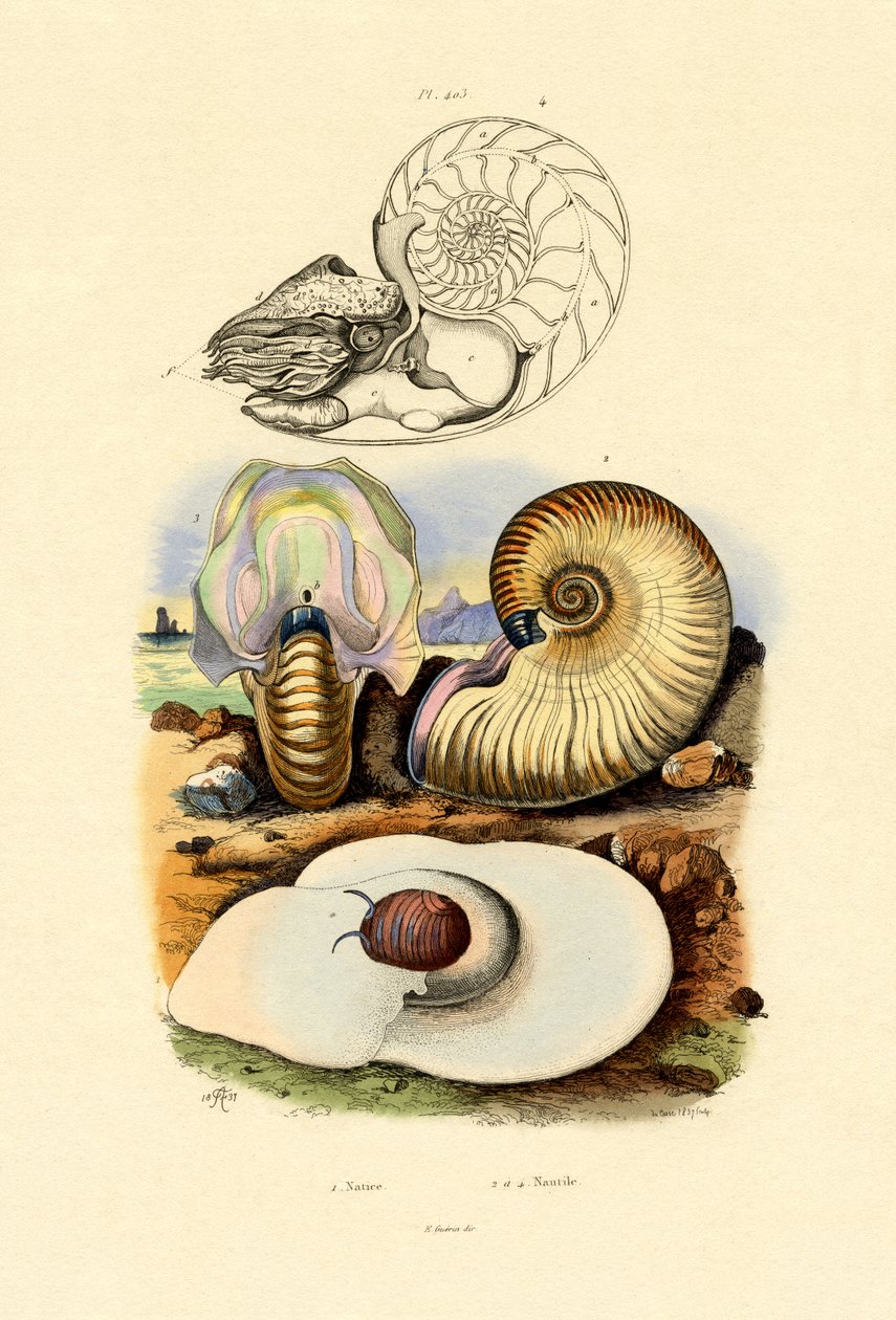 Měsíční šnek, 1833-39 od French School