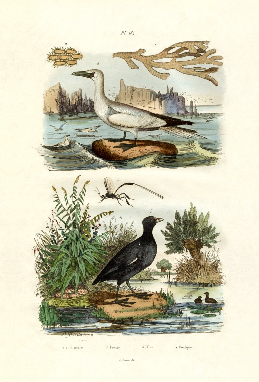Mechové zvíře, 1833-39 od French School