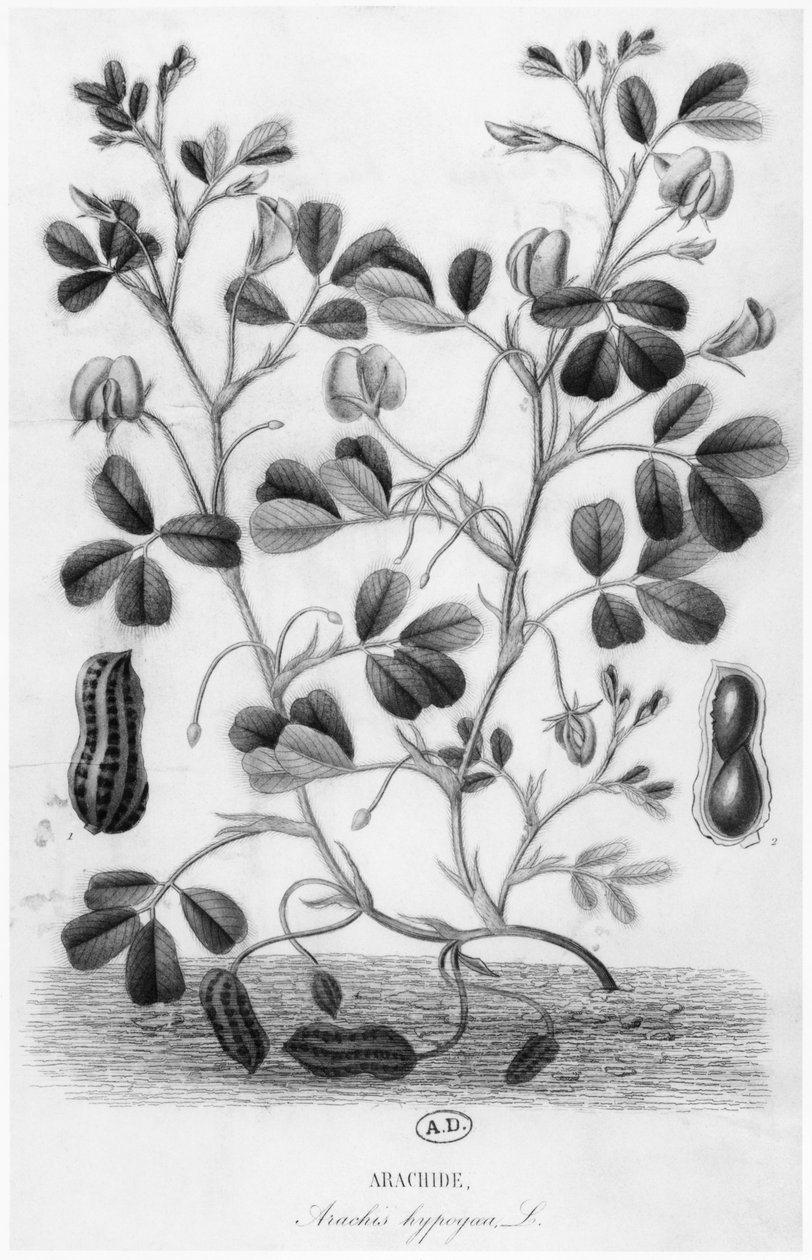 Arašídy (Arachis hypogaea) od French School