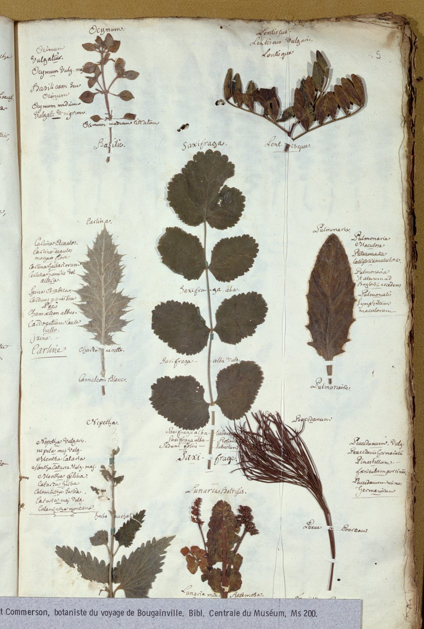 Herbář Philiberta Commersonse (1727-73). od French School