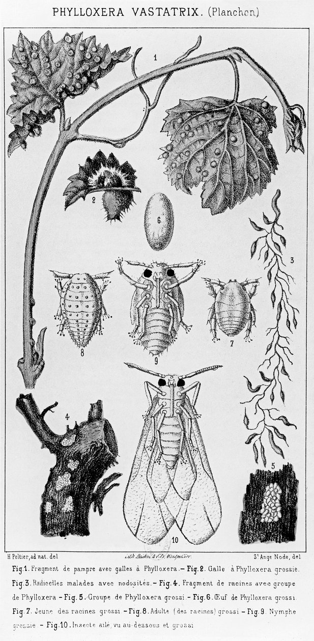 Phylloxera Vastatrix, c. 1850 od French School