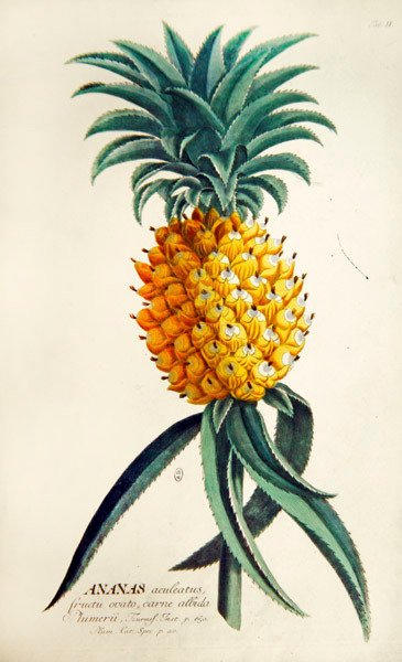 Ananas (barevné rytí) od French School