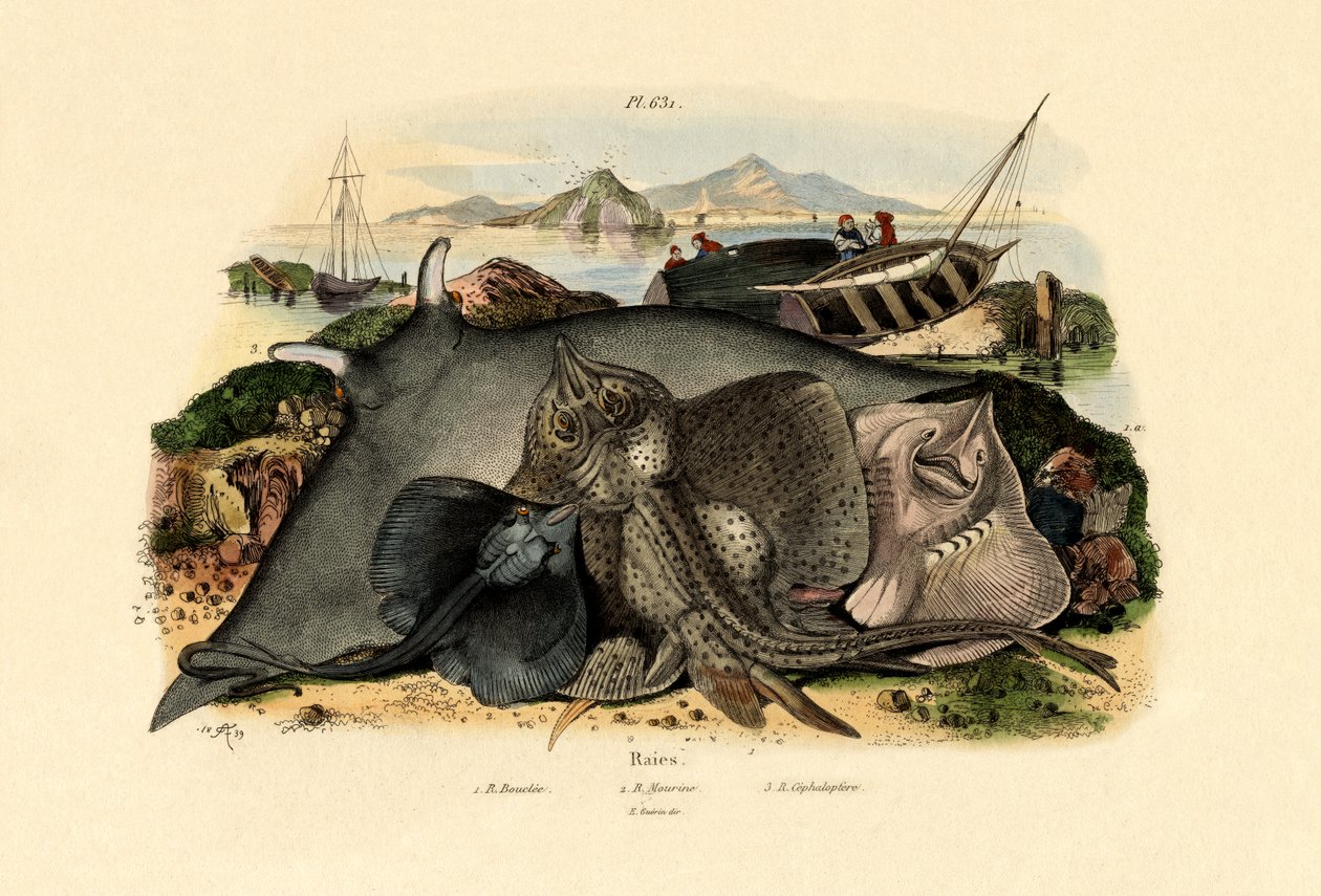Rays, 1833-39 od French School
