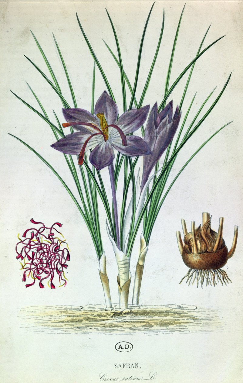 Šafrán (Crocus Sativus) od French School