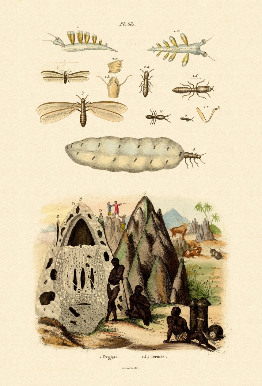 Mořský slimák, 1833-39 od French School