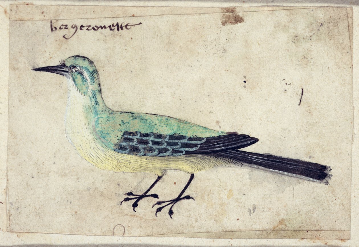 Study of a Bird, c.1620 od French School