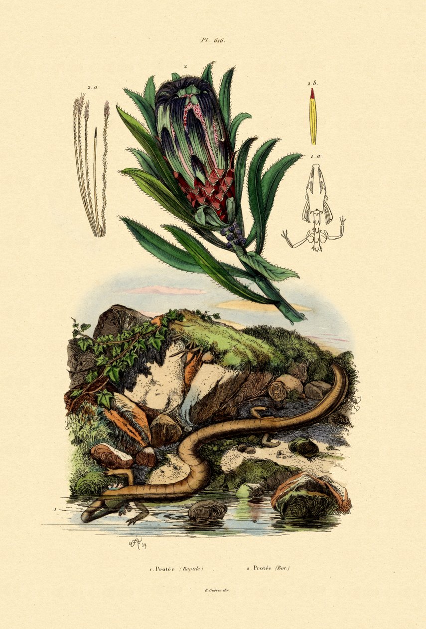 Sugarbush, 1833-39 od French School