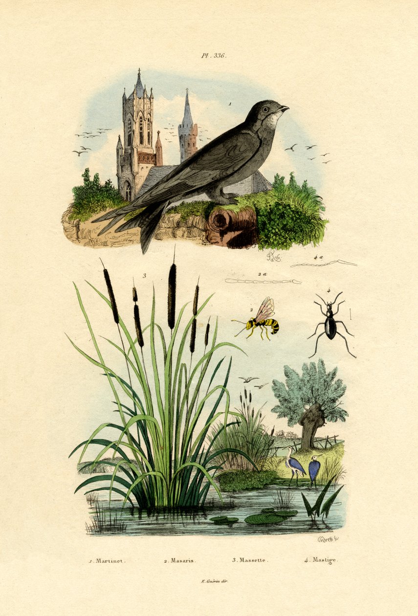 Swift, 1833-39 od French School