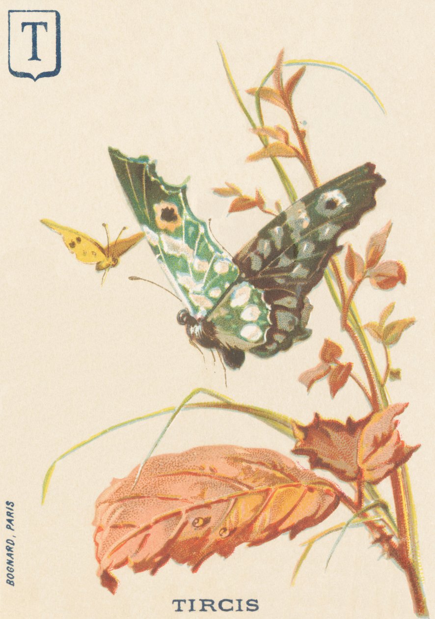 T: Tircis (Pararge aegeria) od French School