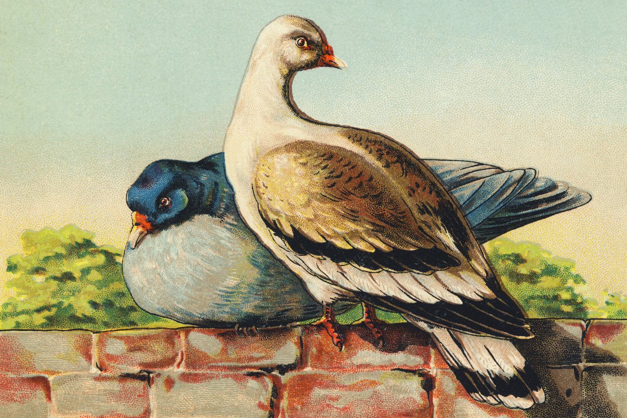 T jako Turtledoves od French School
