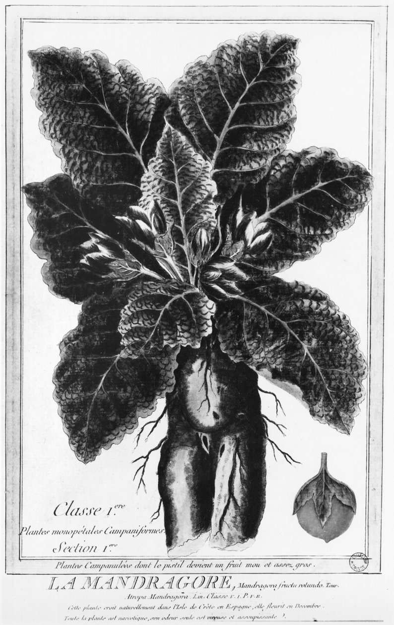 Mandragora od French School